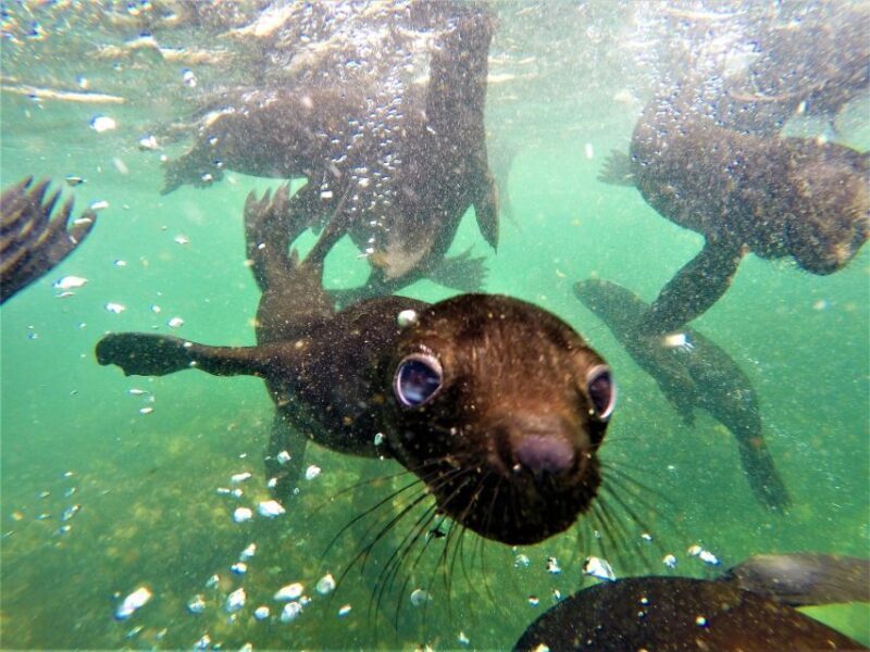Plettenberg Bay: Seal Colony Viewing Excursion - Practical Details