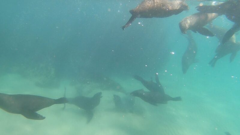 Plettenberg Bay: Seal Swimming Experience - Key Points