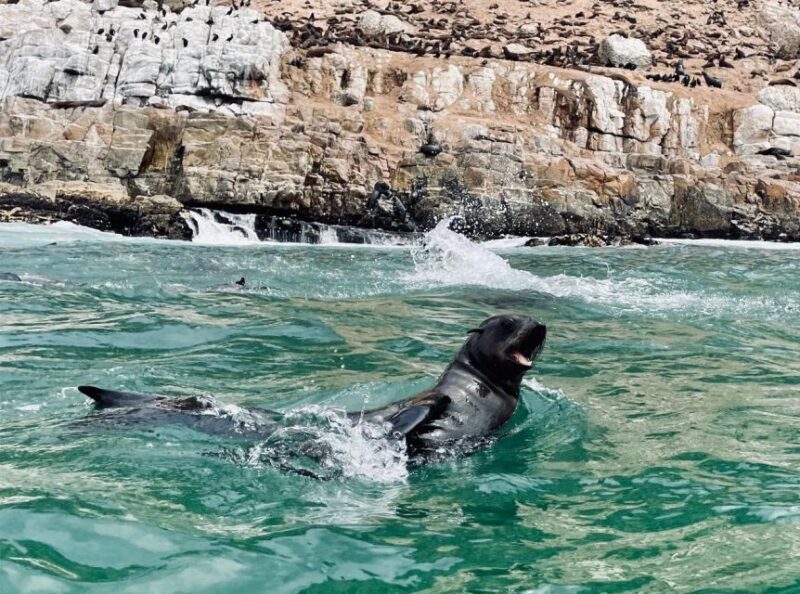 Plettenberg Bay: Seal Viewing Boat Trip - An In-Depth Look at the Seal Viewing Boat Trip