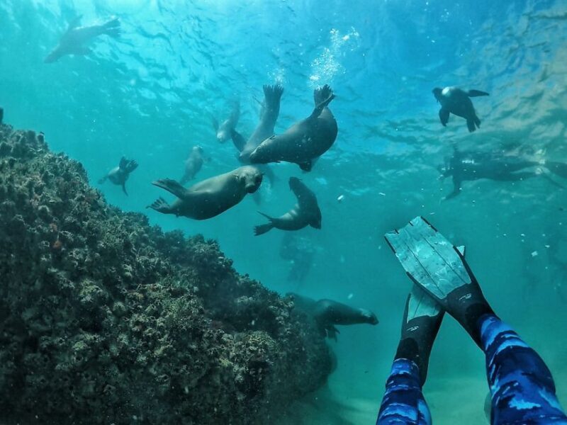 Plettenberg Bay: Swim with Seals - Key Points