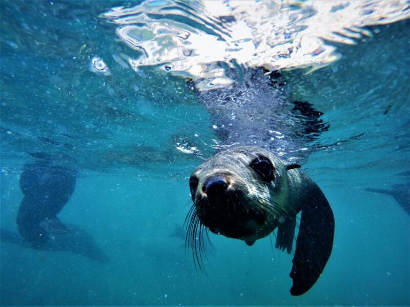 Plettenberg Bay: Swim with Seals - The Itinerary and Experience Breakdown
