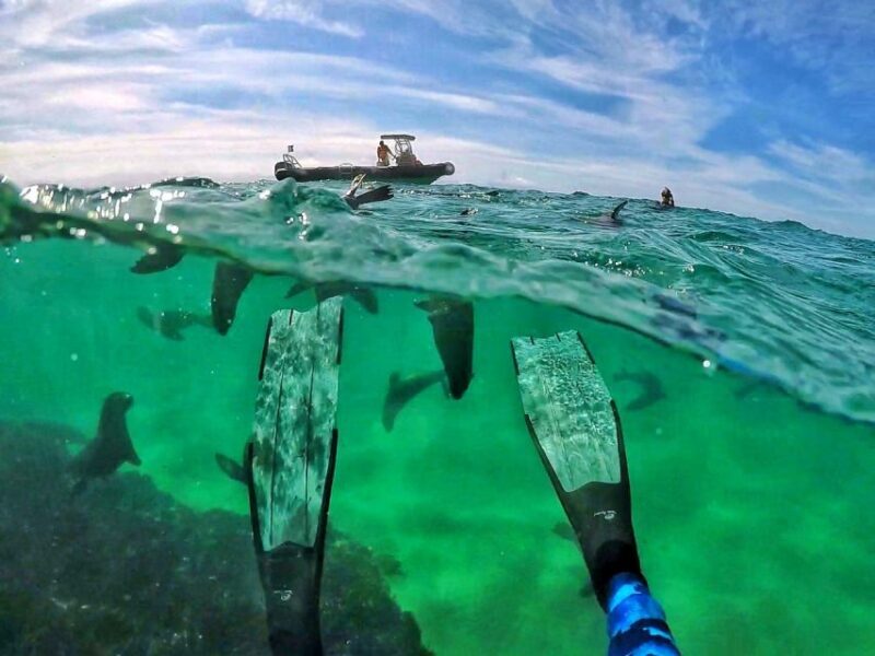 Plettenberg Bay: Swim with Seals - Practical Details and Tips
