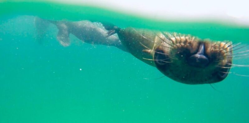 Plettenberg Bay: Swim with Seals - Authentic Feedback from Travelers