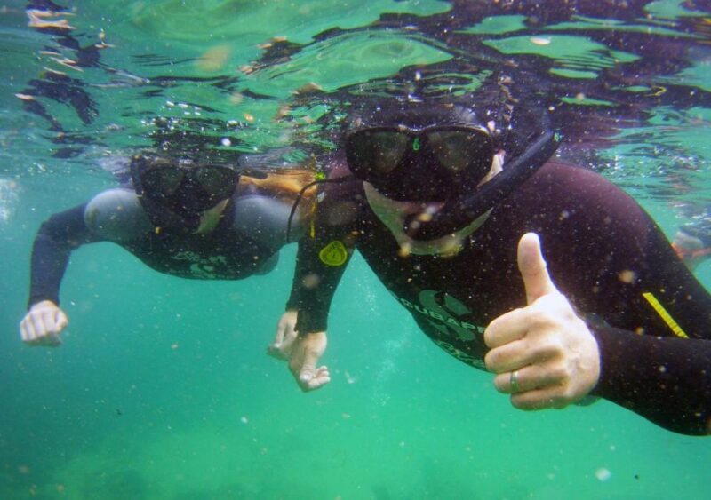Plettenberg Bay: Swim with the Seals - Who Will Love This Experience?