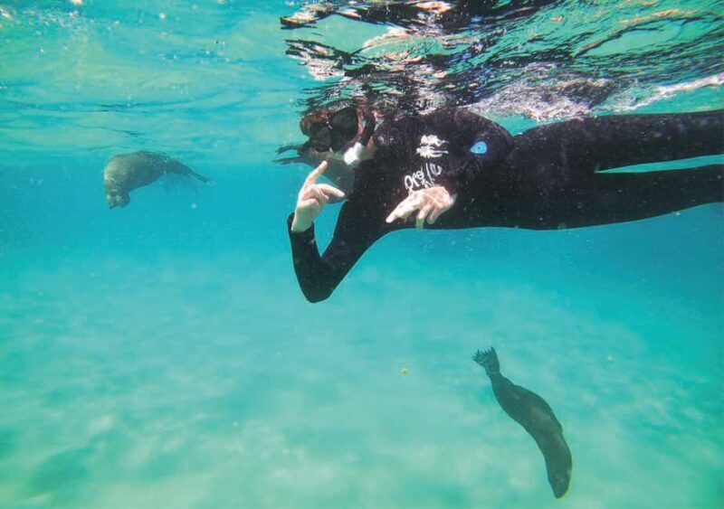 Plettenberg Bay: Swim with the Seals - FAQ