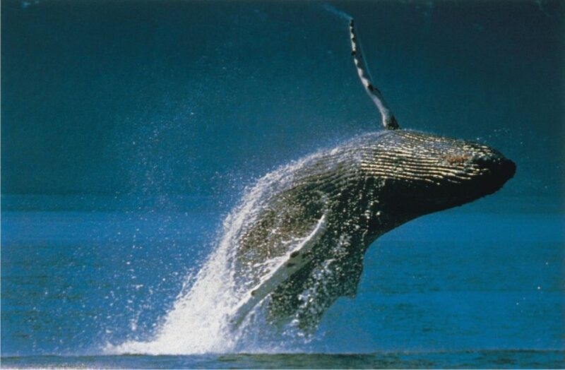 Plettenberg Bay: Whale-Watching Cruise - What to Expect on Your Whale-Watching Adventure