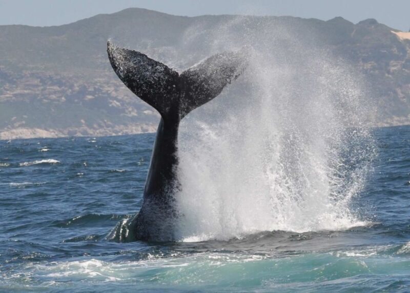 Plettenberg Bay: Whale-Watching Cruise - Is the Price Worth It?
