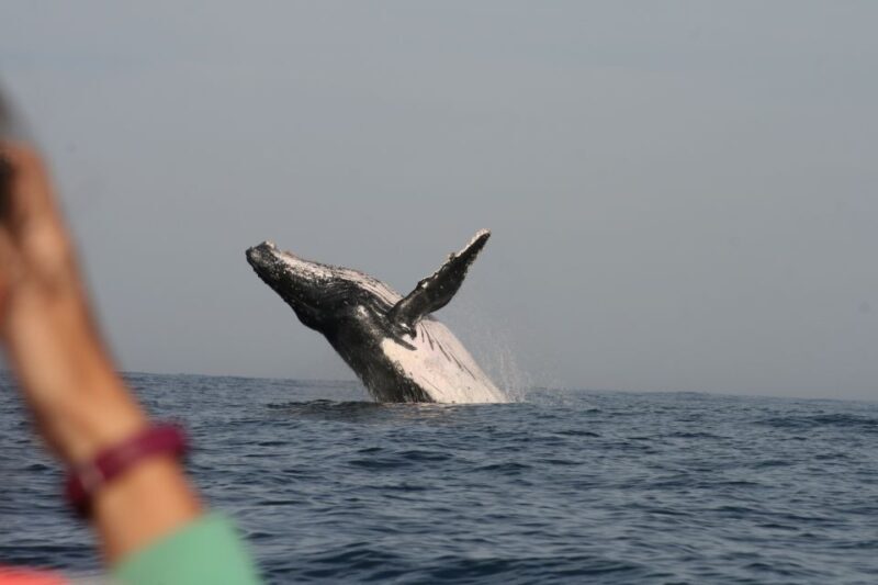 Plettenberg Bay: Whale-Watching Cruise - Who Will Love This Tour?