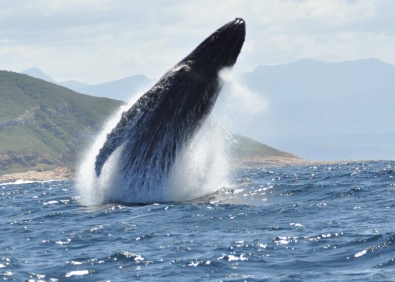 Plettenberg Bay: Whale-Watching Cruise - FAQ