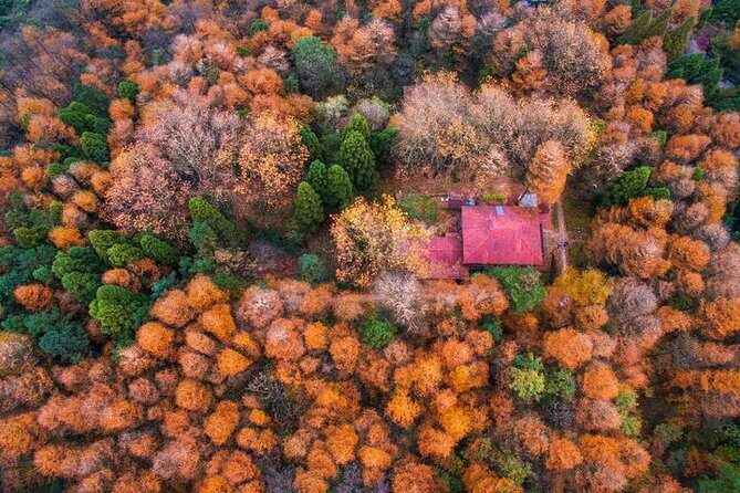 Plog and Hike Mount Mogan Nature Reserve  Guided Outdoor Tour from Hangzhou - The Value of the Experience