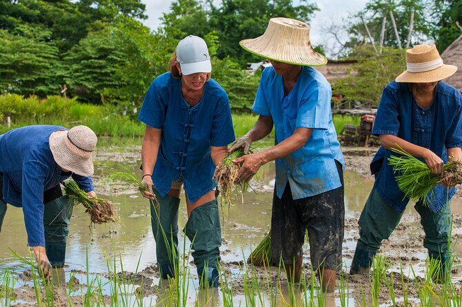 Plough to Plate: Be A Rice Farmer in Phetchaburi from Hua Hin - Introduction: A Taste of Rural Thailand