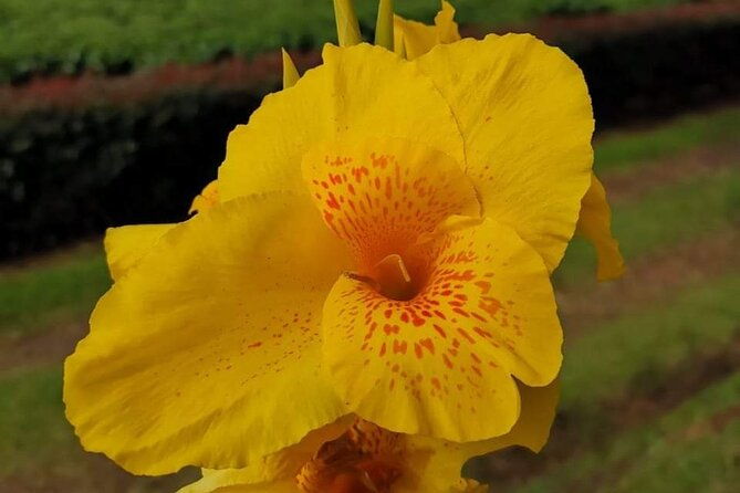 poas-volcano-coffee-plantation-and-la-paz-waterfall-gardens-tour