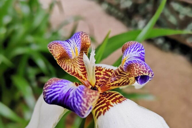 poas-volcano-coffee-plantation-and-la-paz-waterfall-gardens-tour