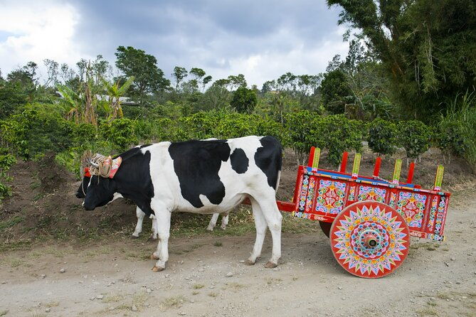 poas-volcanocoffee-farm-grecia-sarchi-workshops-from-san-jose
