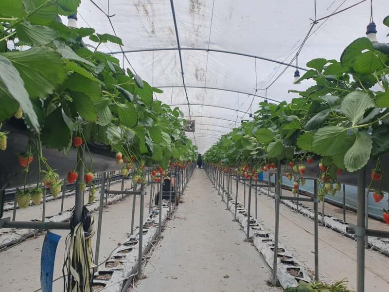 Pocheon Day Trip with Herb Island, Hantan GEO Park & Others - Why Choose the Pocheon Day Trip?