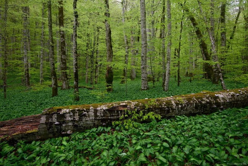 Podgorica: Biogradska Gora, Moraca and Kolasin Day Tour - Key Points