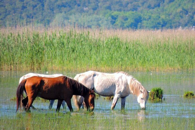 podgorica-historic-safari-and-winery-tour-skadar-lake-and-river-crnojevica
