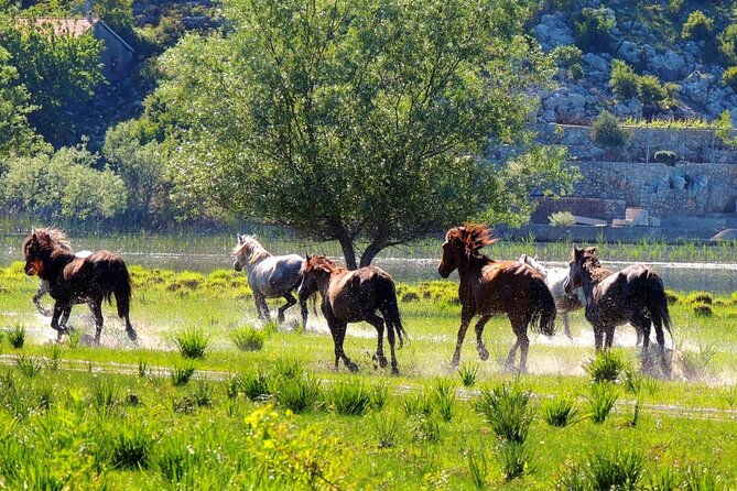 podgorica-historic-safari-and-winery-tour-skadar-lake-and-river-crnojevica