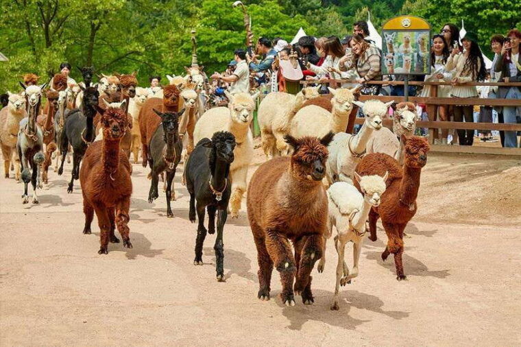 pohang-public-private-taxi-tour-car-charter