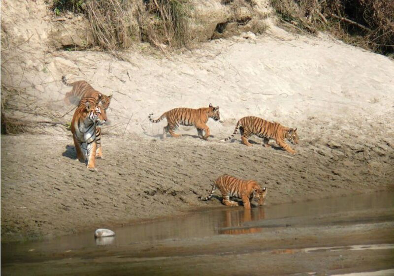 pokhara-1-night-2-day-chitwan-safari-tour