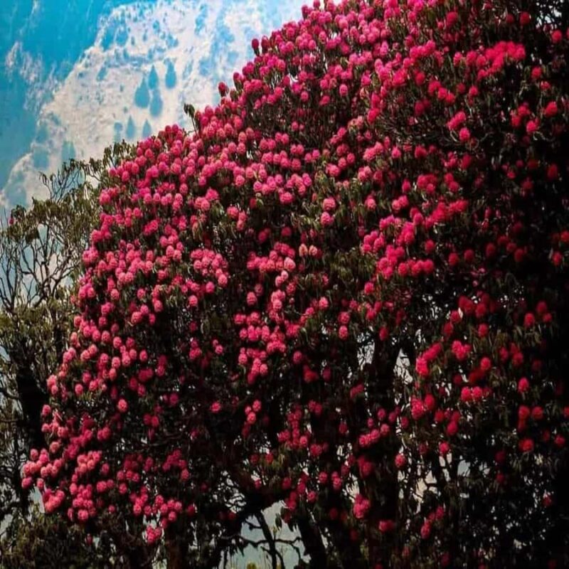 Pokhara: 2 days guided Poon Hill Trek - Flora and Nature