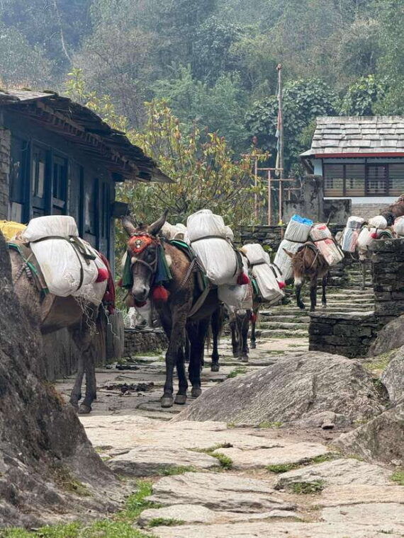 pokhara-3-day-poon-hill-trek-with-sunrise-view