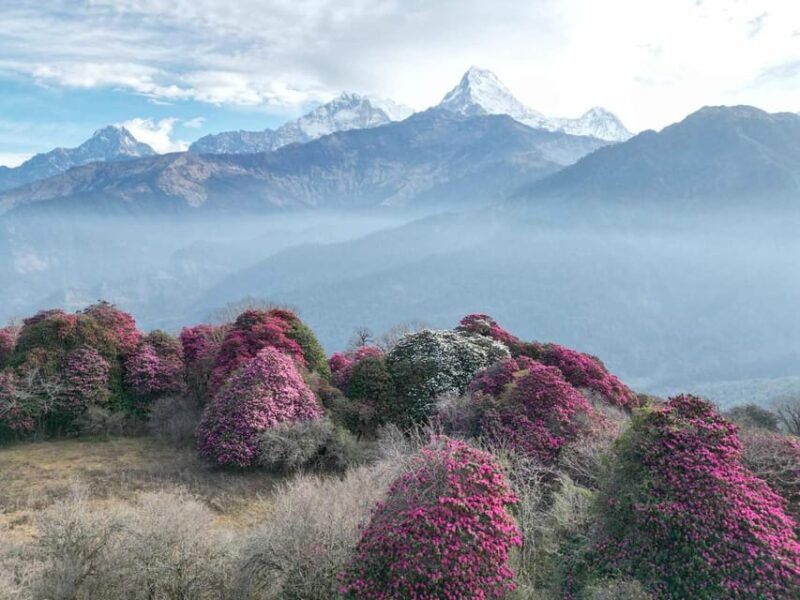 pokhara-7-day-annapurna-base-camp-via-poonhill-hot-spring