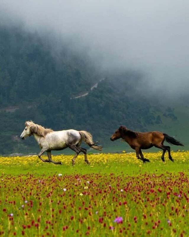 Pokhara: Dhorpatan 2-Day Jeep Tour with lady Guide - The Itinerary Breakdown: What to Expect from Start to Finish