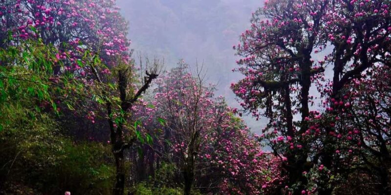 Pokhara: Easy 3-Day Ghorephani and Poon Hill Trek - Practical Details: Transport, Accommodation, and Cost