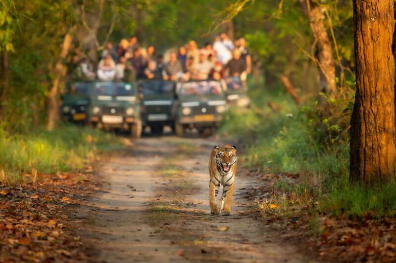 pokhara-or-kathmandu-3-day-chitwan-jungle-safari-tour