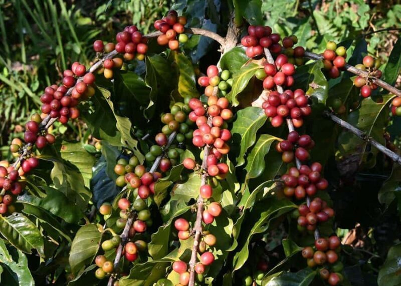 Pokhara: Sarangkot Village Coffee Culture & Local Life Hike - Return and Reflection