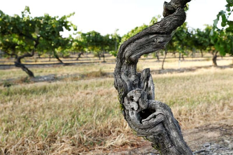 Pokolbin: The Mother Vine Experience | Tour and Wine Tasting - Key Points