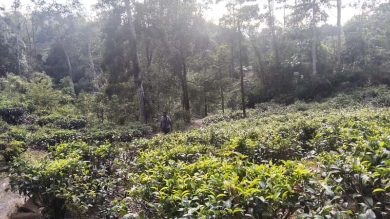 Polgampola Waterfall Tour by Tuk Tuks From Bentota area - Who Will Love This Tour?