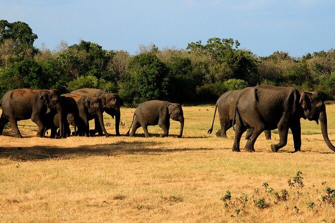 Polonnaruwa Ancient City And Habarana Day Tour From Sigiriya - Exploring the Details: What the Tour Offers