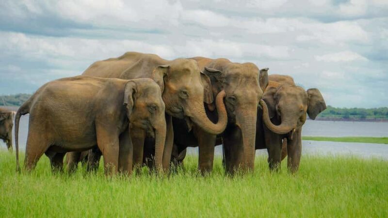 Polonnaruwa Ancient City & Minneriya Safari Combo Tour - FAQ