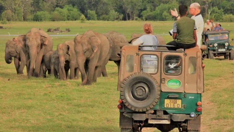 Polonnaruwa Cycling: Paddy-Field Lunch with Eco Park Safari - Key Points