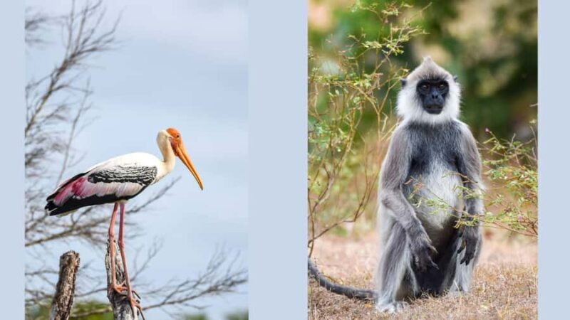 Polonnaruwa Cycling: Paddy-Field Lunch with Eco Park Safari - Final Thoughts