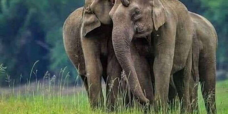 Polonnaruwa Day Tour With Minneriya NP Elephant Safari - Final Thoughts