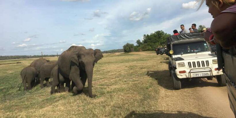 polonnaruwa-sight-seeing-tour-and-minneriya-elephant-safari