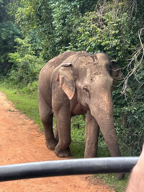 polonnaruwa-sight-seeing-tour-and-minneriya-elephant-safari