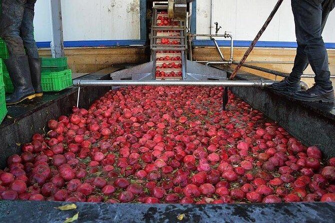 Pomegranate Wine Tour with Local Lunch - Transportation, Group Size, and Pricing