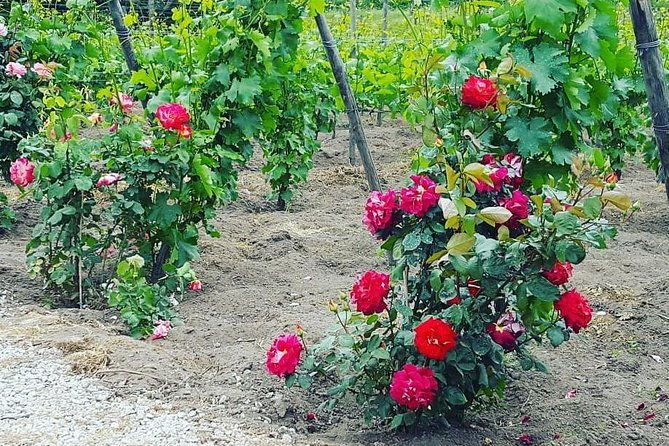 pompei-archeological-site-and-wine-tasting-experience