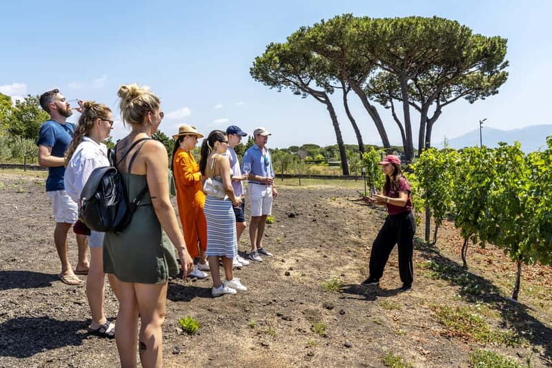 Pompei: Vesuvius Vineyards Tour with Wine Tasting and Lunch - Practical Details and Value