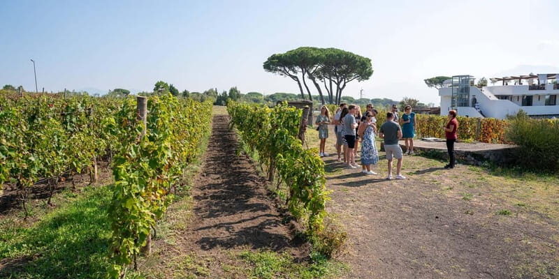 Pompei: Vesuvius Vineyards Tour with Wine Tasting and Lunch - Who Will Love This Tour?