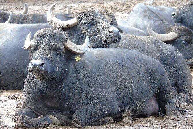pompeii-and-herculaneum-skip-the-line-with-lunchwinetasting-from-rome
