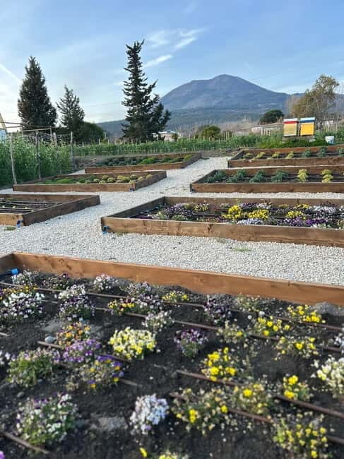 Pompeii: Dinner in a Farm To Table property on Mt. Vesuvius - The Sum Up  