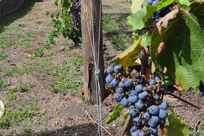 pompeii-ruins-and-wine-tour-from-sorrento