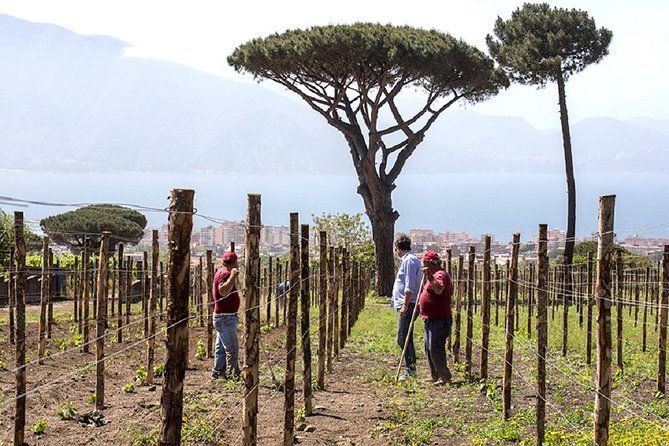 pompeii-ruins-wine-tasting-with-lunch-on-vesuvius-with-private-transfer