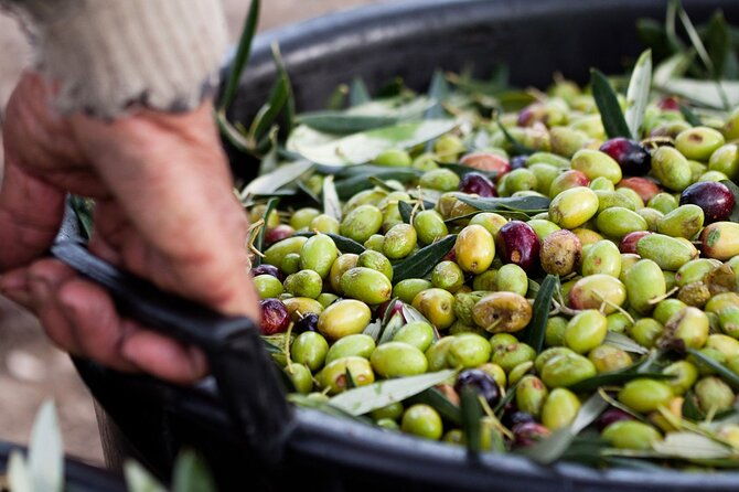 pompeii-sorrento-and-wine-tasting-tour-from-naples