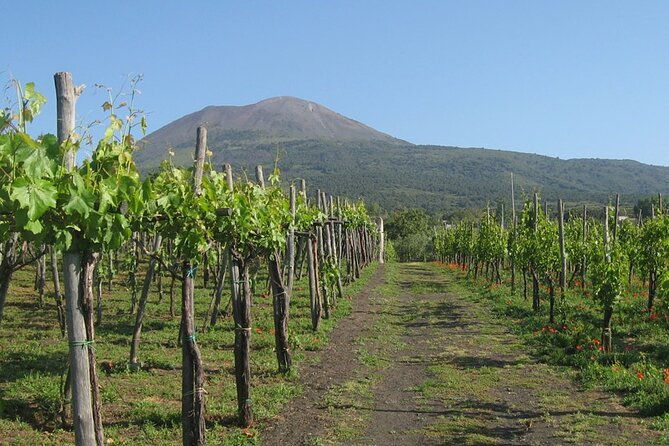 pompeii-sorrento-and-wine-tasting-tour-from-naples